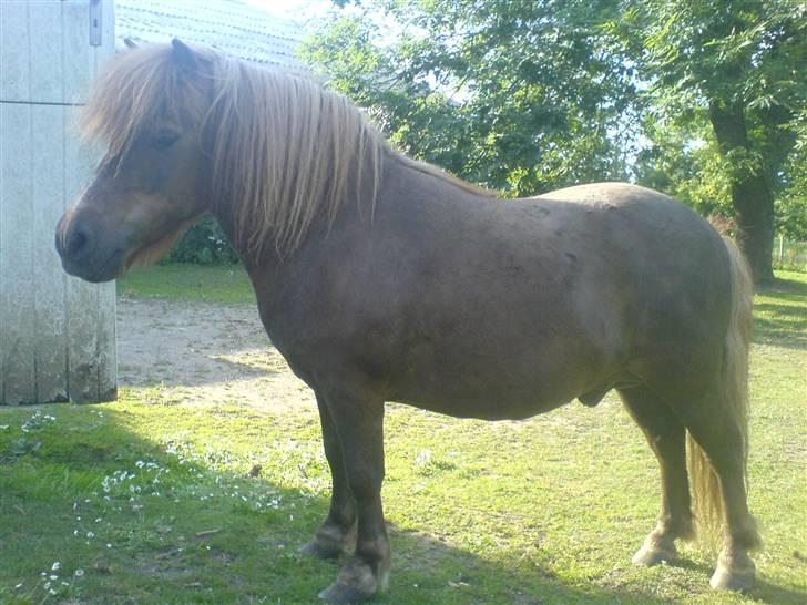 Shetlænder Carlo  billede 7