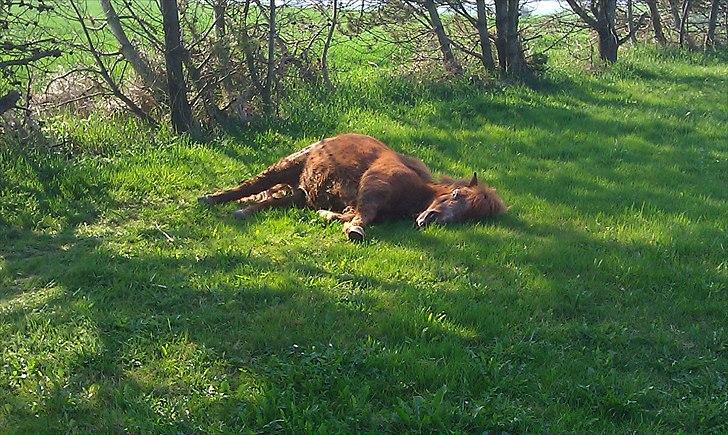 Shetlænder Carlo  - gamle olsen var sq træt i morges 25-4-11 billede 8