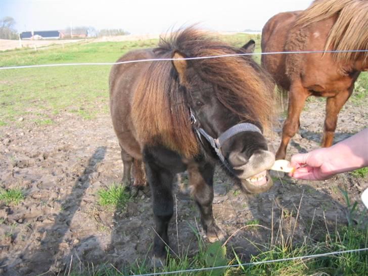 Shetlænder Gabbi *solgt* :'( - hun elsker mad=) billede 9
