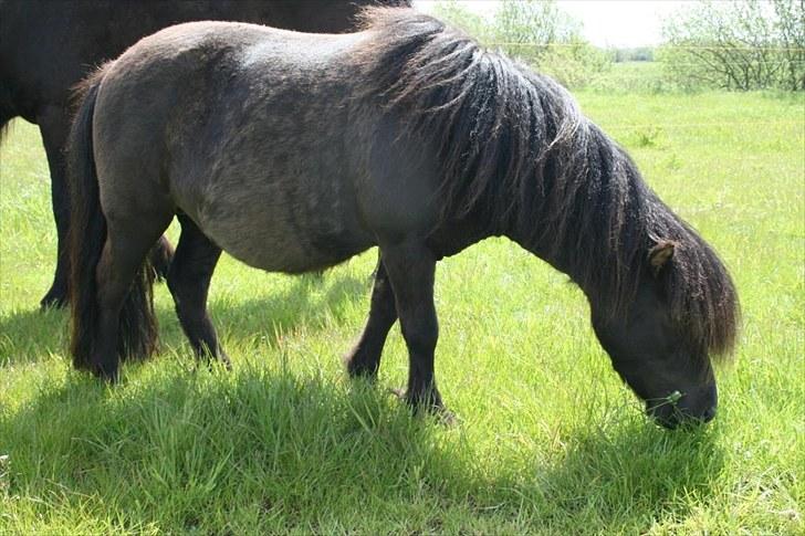 Shetlænder Gabbi *solgt* :'( - Gabbi med følmave:) bliver spændende billede 10