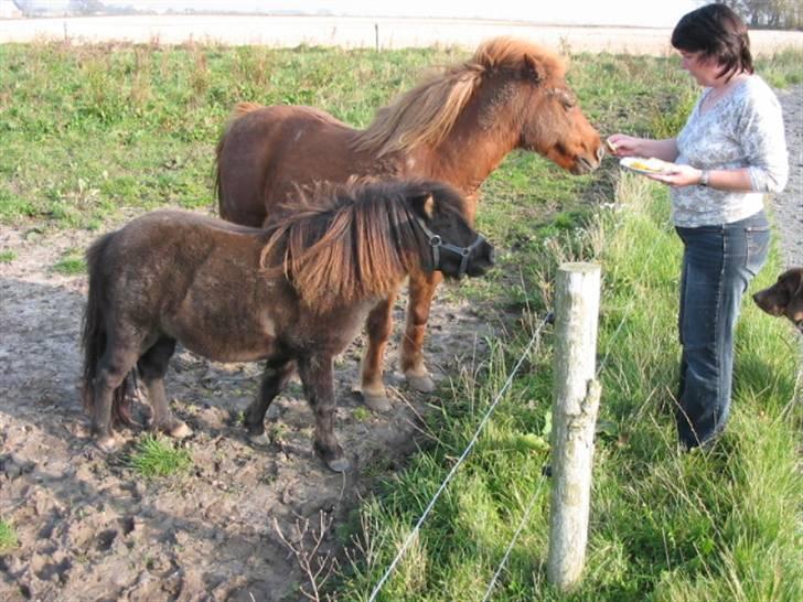 Shetlænder Gabbi *solgt* :'( - gabbi, cheri og min mor billede 11