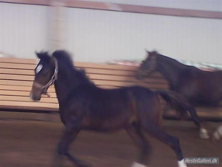 Welsh Partbred (Sec F) *Merchi*  solgt - Fin trav.... 2007 billede 13