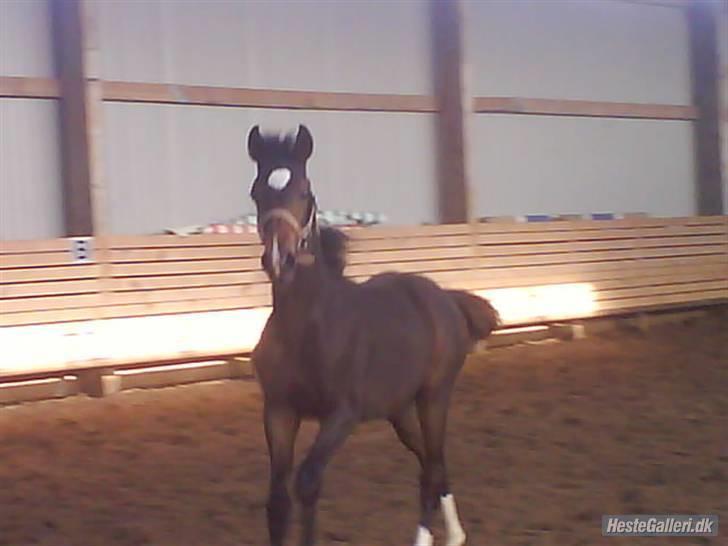 Welsh Partbred (Sec F) *Merchi*  solgt - Min fine gang... 2007 billede 15