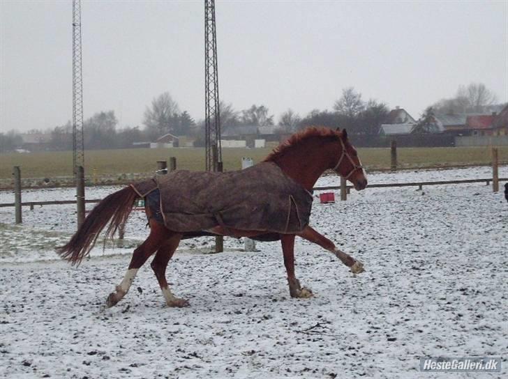 Frederiksborg Cado  - Jaaaaaarhhhh Vildskab! billede 14
