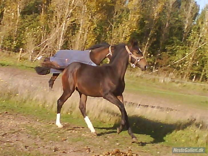 Welsh Partbred (Sec F) *Merchi*  solgt - Fuld fart fremad... 2007 billede 16