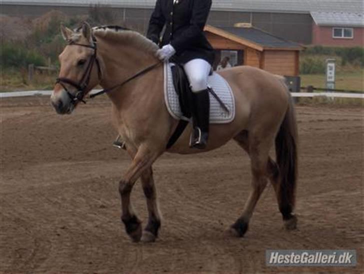 Fjordhest Majken - Stævne i Farsø, LX dressur. billede 3