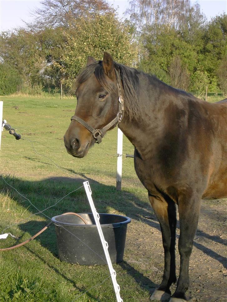 New Forest Ninna Af Damgård billede 2