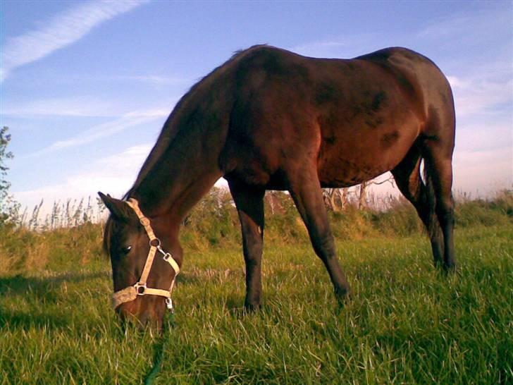 Traver Osari - AFLIVET billede 6