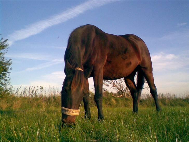 Traver Osari - AFLIVET billede 7