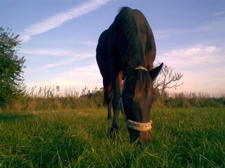 Traver Osari - AFLIVET billede 8