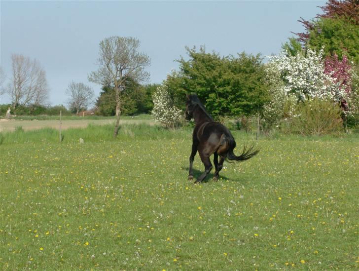 New Forest Ninna Af Damgård billede 3