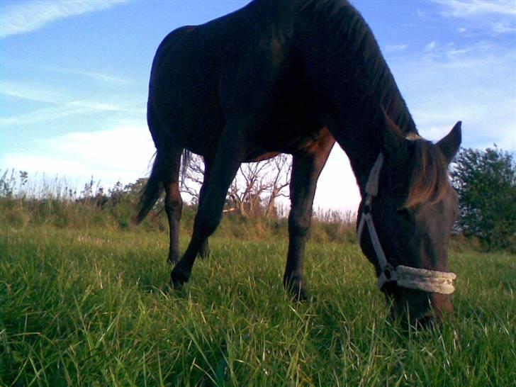 Traver Osari - AFLIVET billede 9