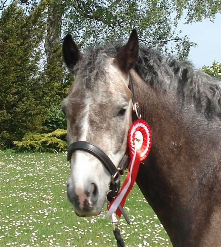 New Forest Nygaards Agurk *Solgt* - ØLR 2007 1.plads billede 1