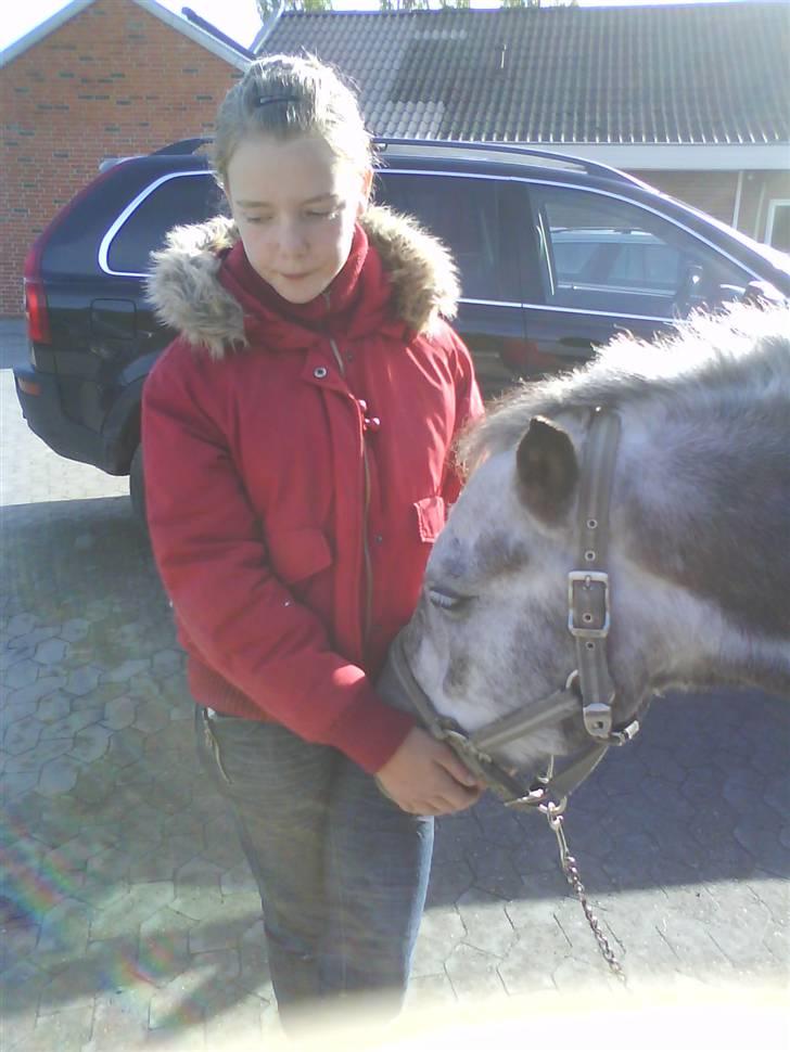 New Forest Nygaards Agurk *Solgt* - Søde lille pony på Faxe Dyreklinik. Han blev bedøvet inden de mange sprøjter :/ billede 3