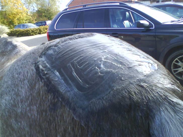 New Forest Nygaards Agurk *Solgt* - Helt barberet inden scanning. billede 8