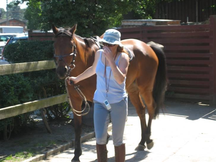 Dansk Varmblod Ladidah(Aflivet) - lige inden han skal ud og ride! billede 3