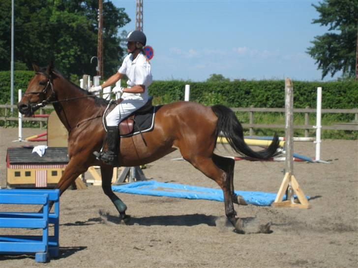 Dansk Varmblod Ladidah(Aflivet) - her er jeg i skarp trav! billede 4