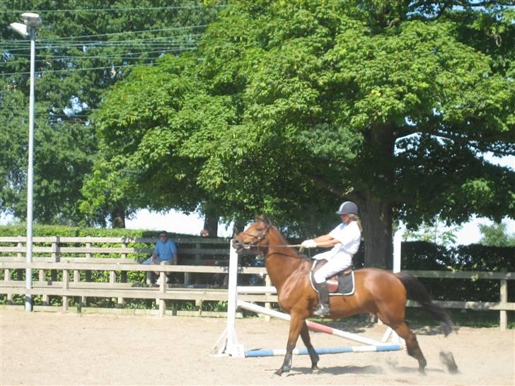 Dansk Varmblod Ladidah(Aflivet) - ladida med gúnilla! billede 5