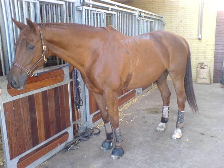 Dansk Varmblod Geronimo billede 1