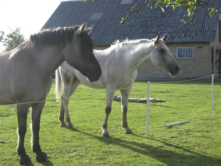 Anden særlig race Pilgrim-Philip - M&P billede 16