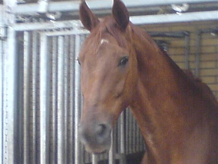 Dansk Varmblod Geronimo billede 2