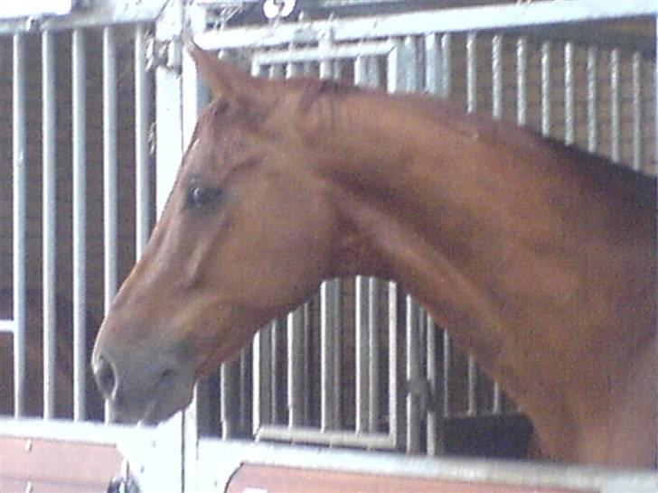 Dansk Varmblod Geronimo billede 3