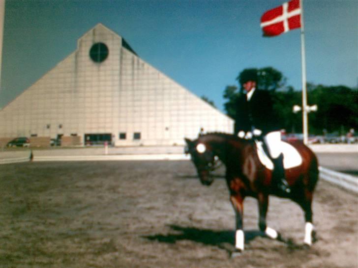 Dansk Varmblod Riccie Kvindhøj R.I.P - Bedømmelse til kåring billede 8