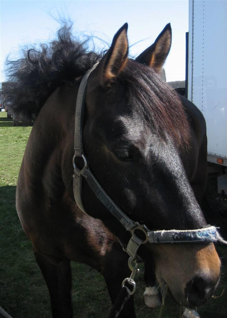 Anden særlig race 'Samson <3 (solgt) :'( - 1# Samson har haft Roseknupper x´) billede 1