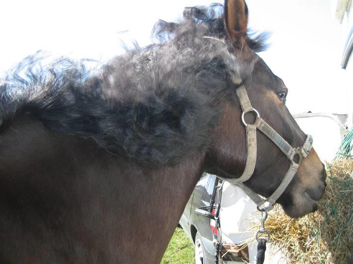 Anden særlig race 'Samson <3 (solgt) :'( - 3# Samson HAVDE Haft rosenknupper ´ :D billede 3