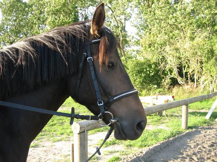 Anden særlig race 'Samson <3 (solgt) :'( - 5# På SøborgGård ´ <3 billede 5