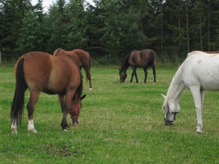 Anden særlig race 'Samson <3 (solgt) :'( - 8# Samson ii Midten billede 8