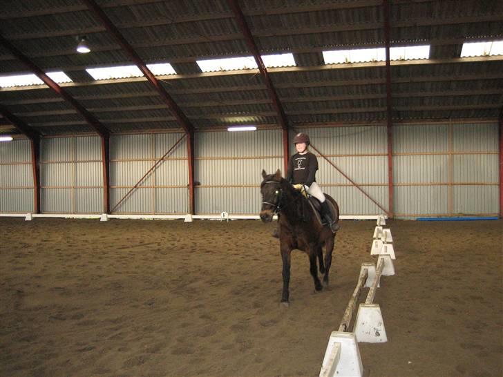 Anden særlig race 'Samson <3 (solgt) :'( - 9# Noqet dressur .. KEDELIGT ! billede 9