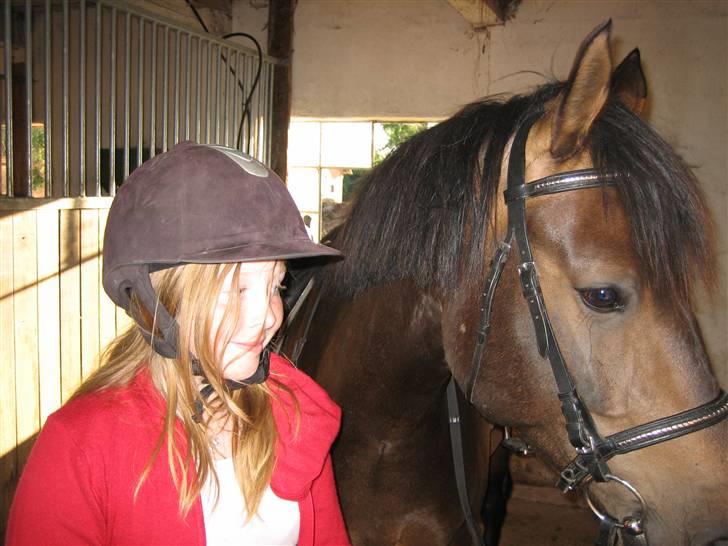 Anden særlig race 'Samson <3 (solgt) :'( - 10# Samson i boks med hovedtøj :D:D´<3 billede 10