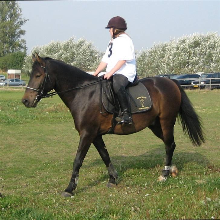 Anden særlig race 'Samson <3 (solgt) :'( - 12# Falken stadiqvæk ? :D billede 12