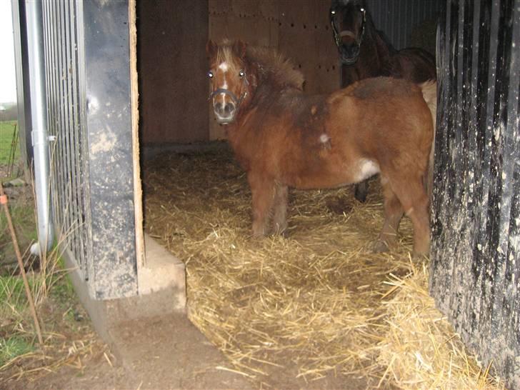 Shetlænder Ally R.I.P - Løsdriften billede 10