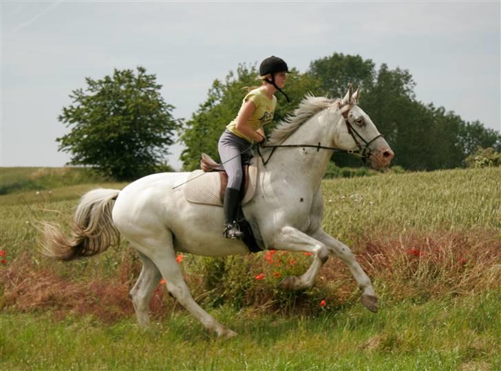 Knabstrupper Flying Alcatraz *solgt* - Velkommen til Flyvers profil =o) Smid gerne en bedømmelse.. billede 1