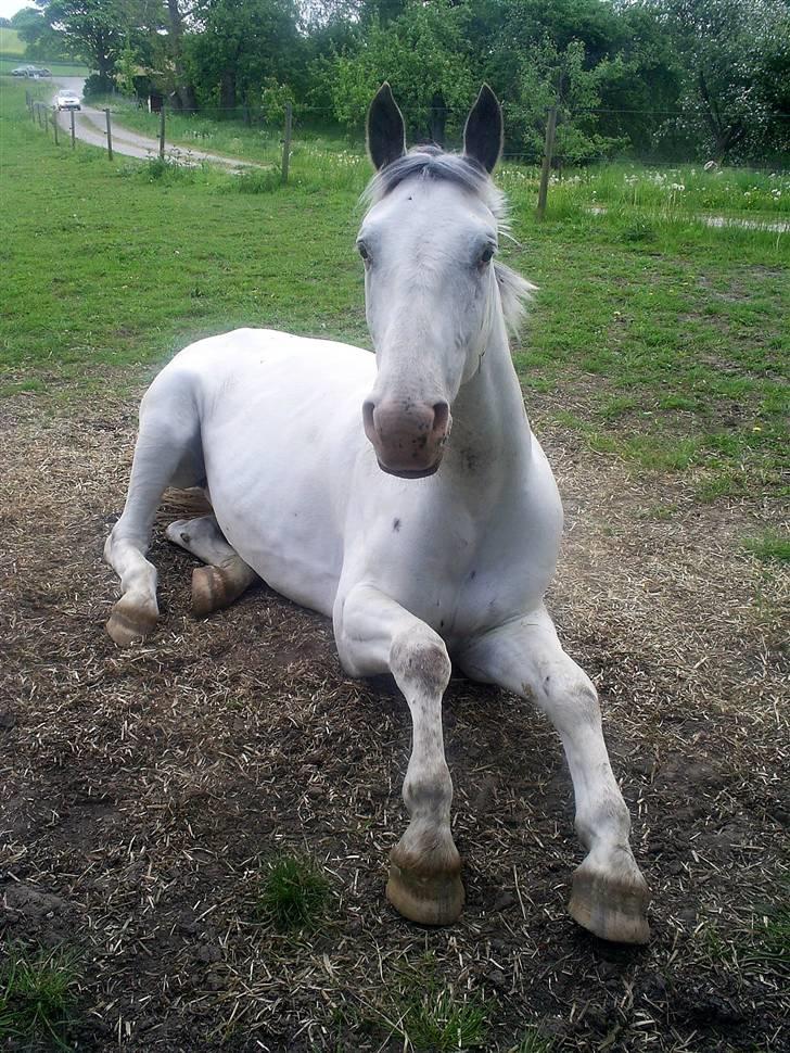 Knabstrupper Flying Alcatraz *solgt* - Flyver ligger og hygger lidt, hmm? ;) 17-05-08 foto: mig billede 2