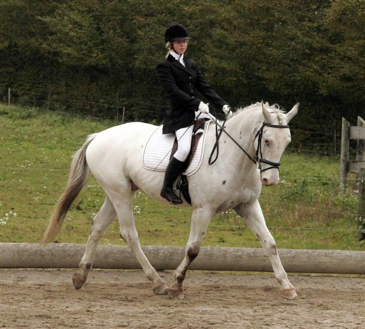 Knabstrupper Flying Alcatraz *solgt* - Opvarmning til stævne på FAR 11-10-08 foto: min mor billede 4