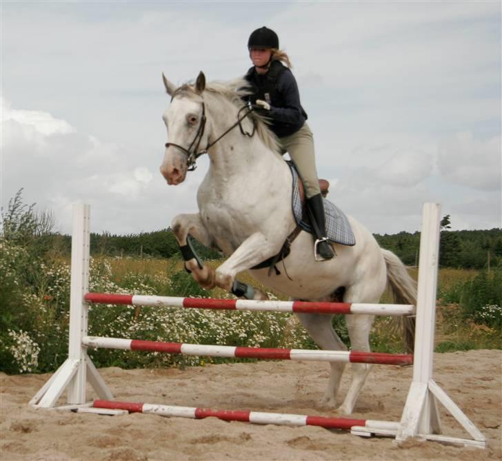 Knabstrupper Flying Alcatraz *solgt* - springning derhjemme 9-07-09 foto: min mor billede 5