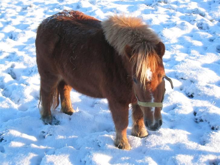 Shetlænder Ally R.I.P - Snedronning billede 16