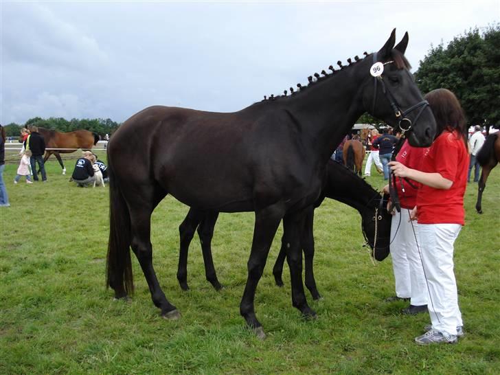 Dansk Varmblod Denise Byttet med frieser - Store heste dag 07 billede 1