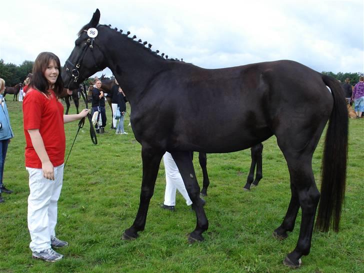 Dansk Varmblod Denise Byttet med frieser billede 2