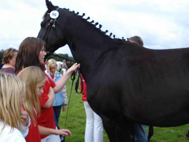 Dansk Varmblod Denise Byttet med frieser billede 3