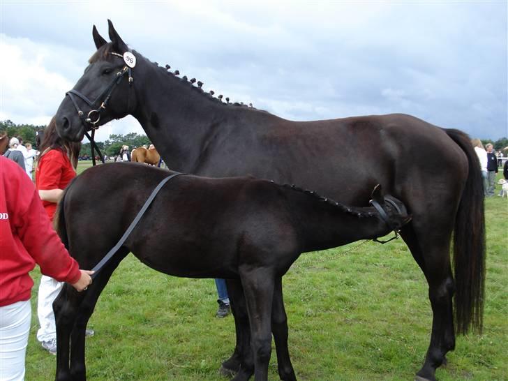 Dansk Varmblod Denise Byttet med frieser - følle pigen tess, blev tørstig.... :-) billede 4