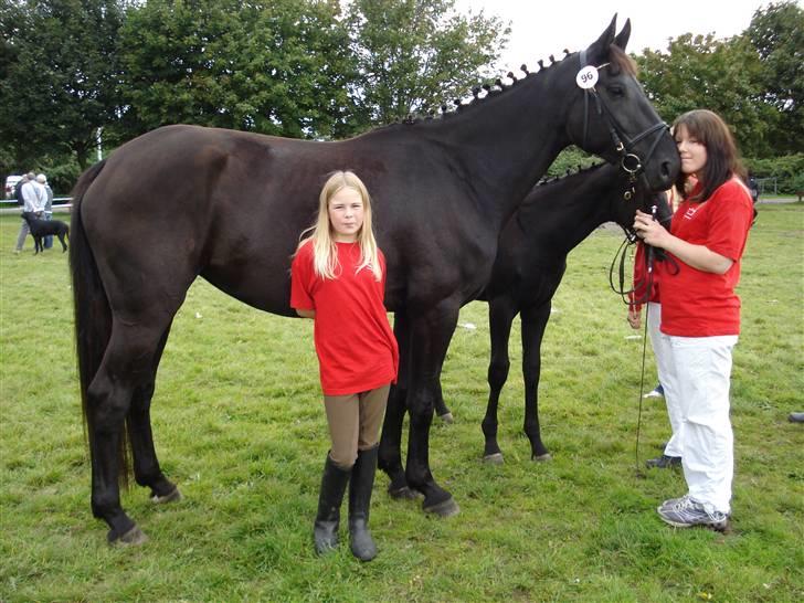 Dansk Varmblod Denise Byttet med frieser billede 5