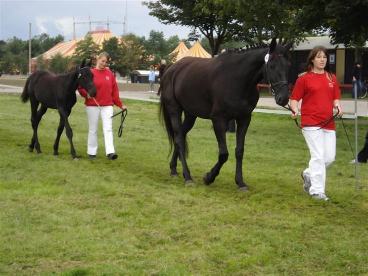 Dansk Varmblod Denise Byttet med frieser billede 6