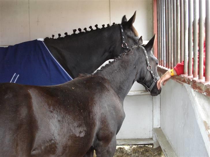 Dansk Varmblod Denise Byttet med frieser billede 7