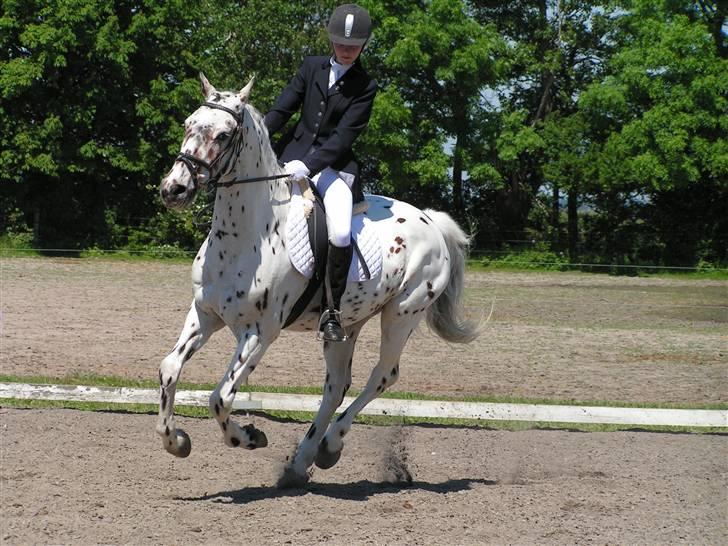 Knabstrupper Domino - Dresurstævne på FMR billede 12