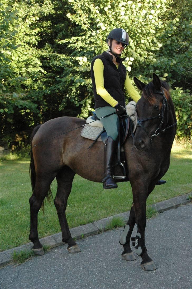 Welsh Cob (sec D) Amira - Fra i sommers, vi var lige på besøg hjemme ved mig :) billede 14