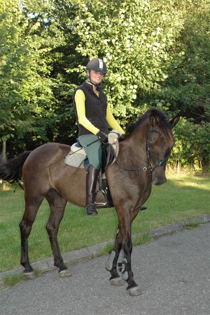 Welsh Cob (sec D) Amira - Fra i sommers, vi var lige på besøg hjemme ved mig :) billede 15